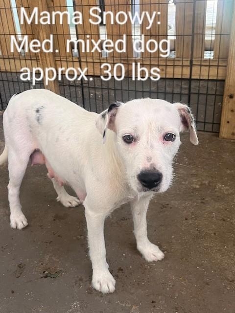 Enlarge Dopey (7 Dwarfs), a Adopted mixed breed in bend, OR image 6/6