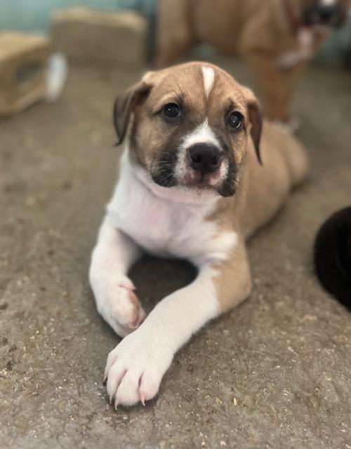 Enlarge Dopey (7 Dwarfs), a Adopted mixed breed in bend, OR image 3/6