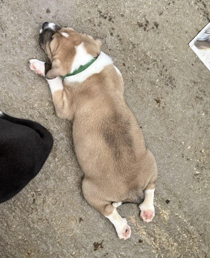 Enlarge Dopey (7 Dwarfs), a Adopted mixed breed in bend, OR image 5/6