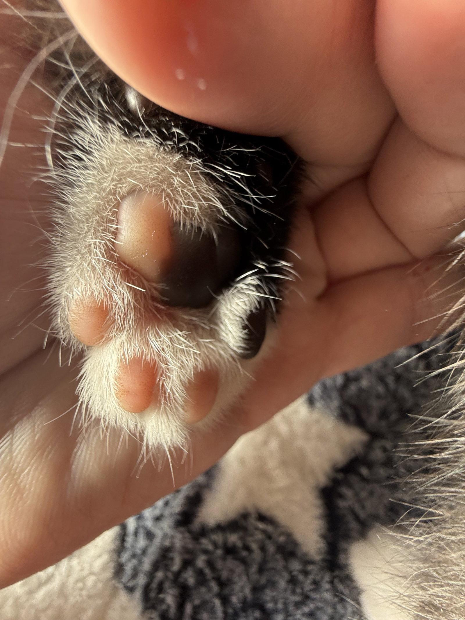 Enlarge Finnegan, a Adoptable Domestic Short Hair in Davis, CA image 1/3