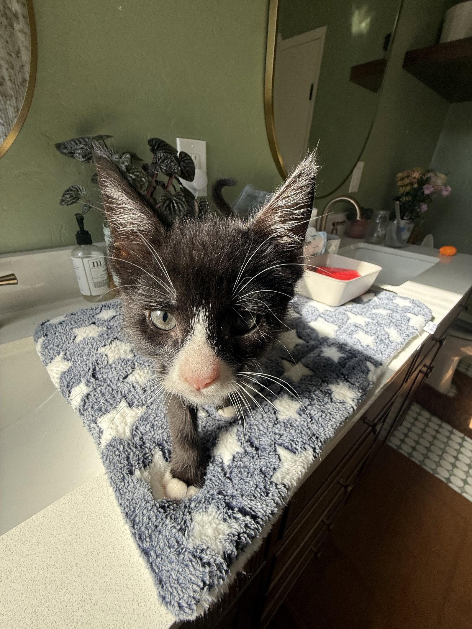 Enlarge Finnegan, a Adoptable Domestic Short Hair in Davis, CA image 2/3