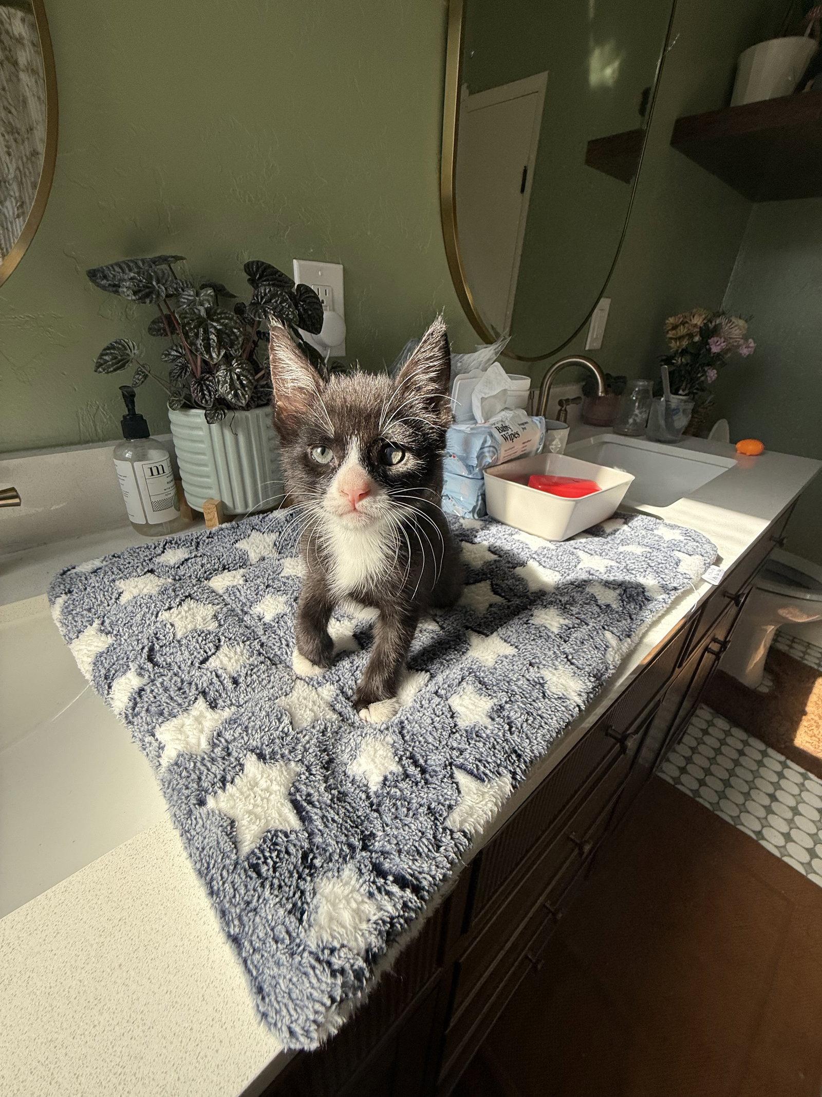 Finnegan, Adoptable, Kitten Male Domestic Short Hair & Tuxedo.