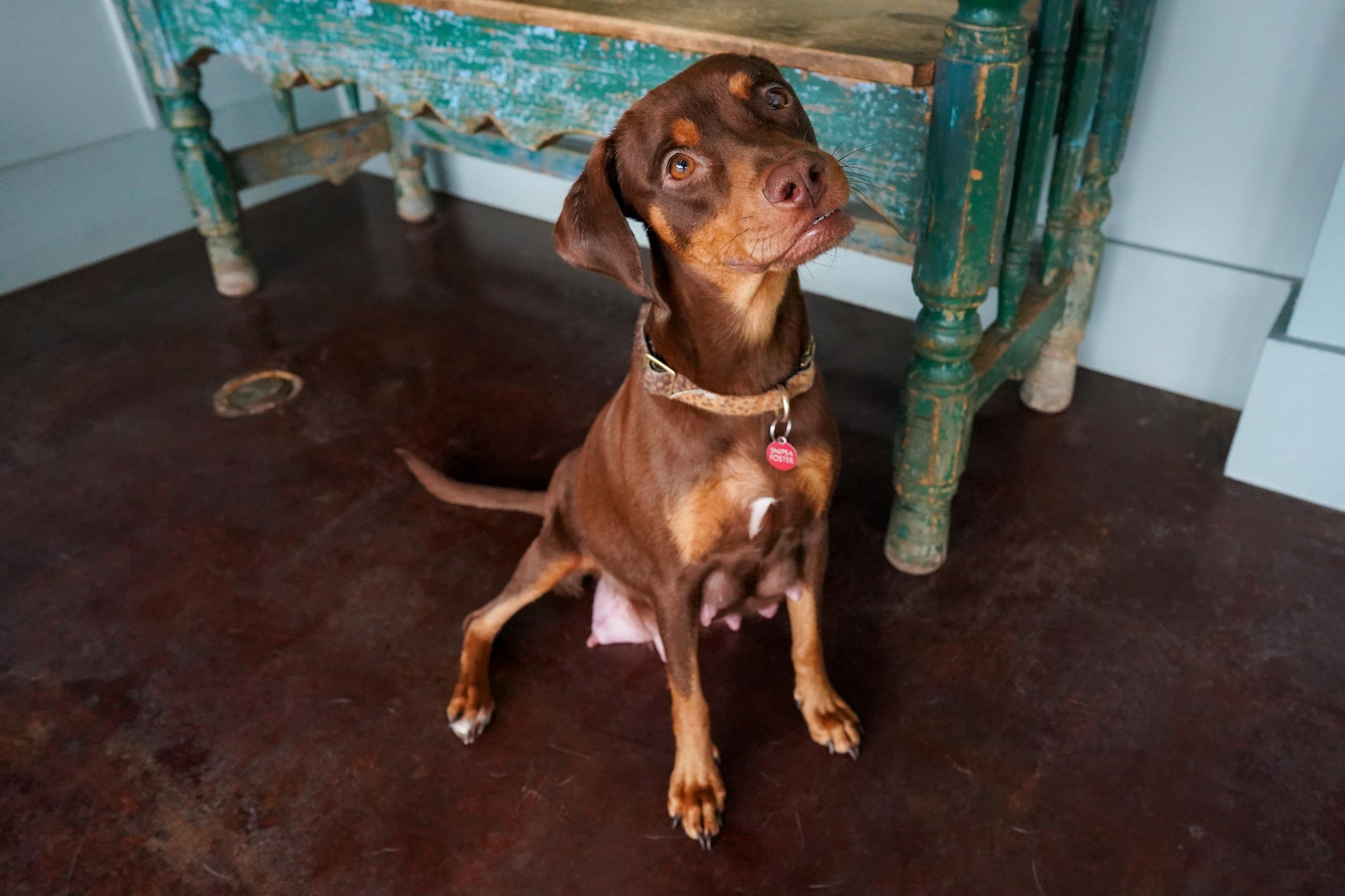 Godiva, ADOPTABLE, Adult Female Beagle.