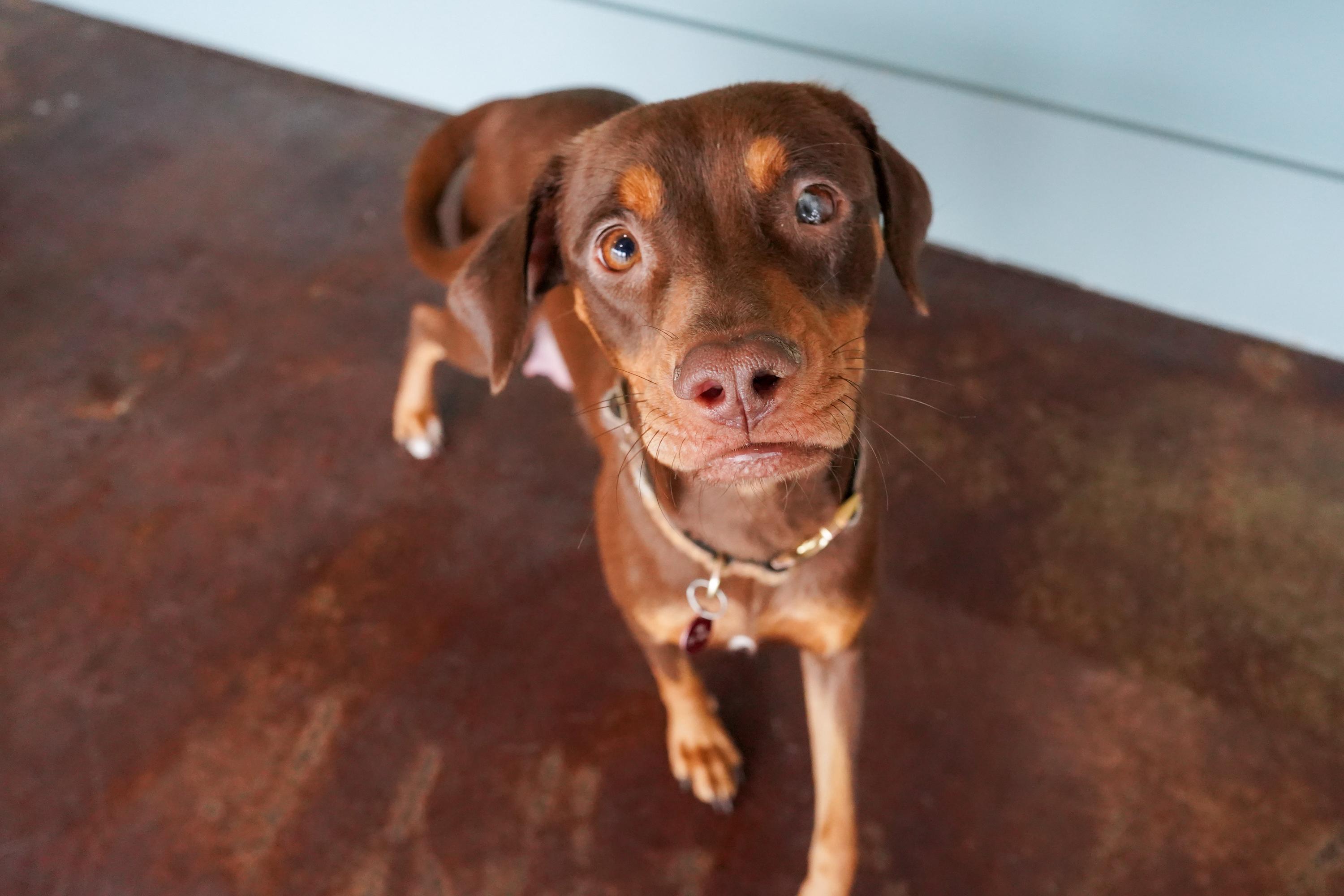 Enlarge Godiva, a ADOPTABLE mixed breed in San Antonio, TX image 2/5