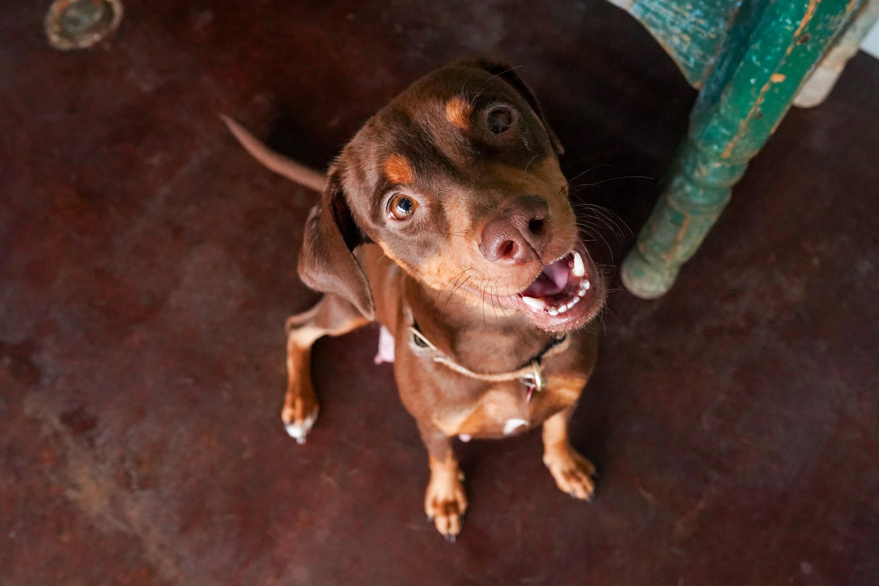 Enlarge Godiva, a ADOPTABLE mixed breed in San Antonio, TX image 4/5