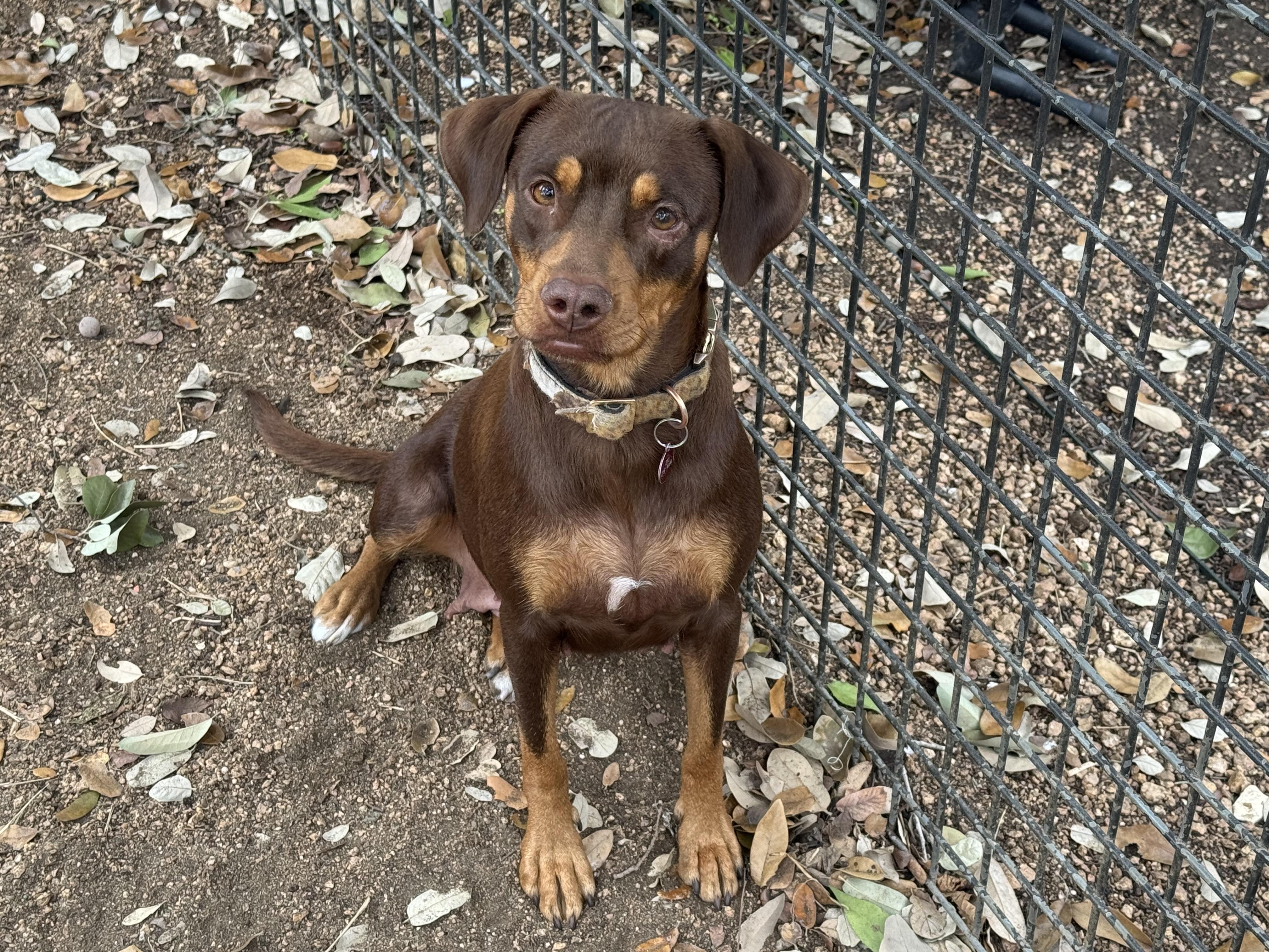 Godiva, ADOPTABLE, Adult Female Beagle & Retriever.