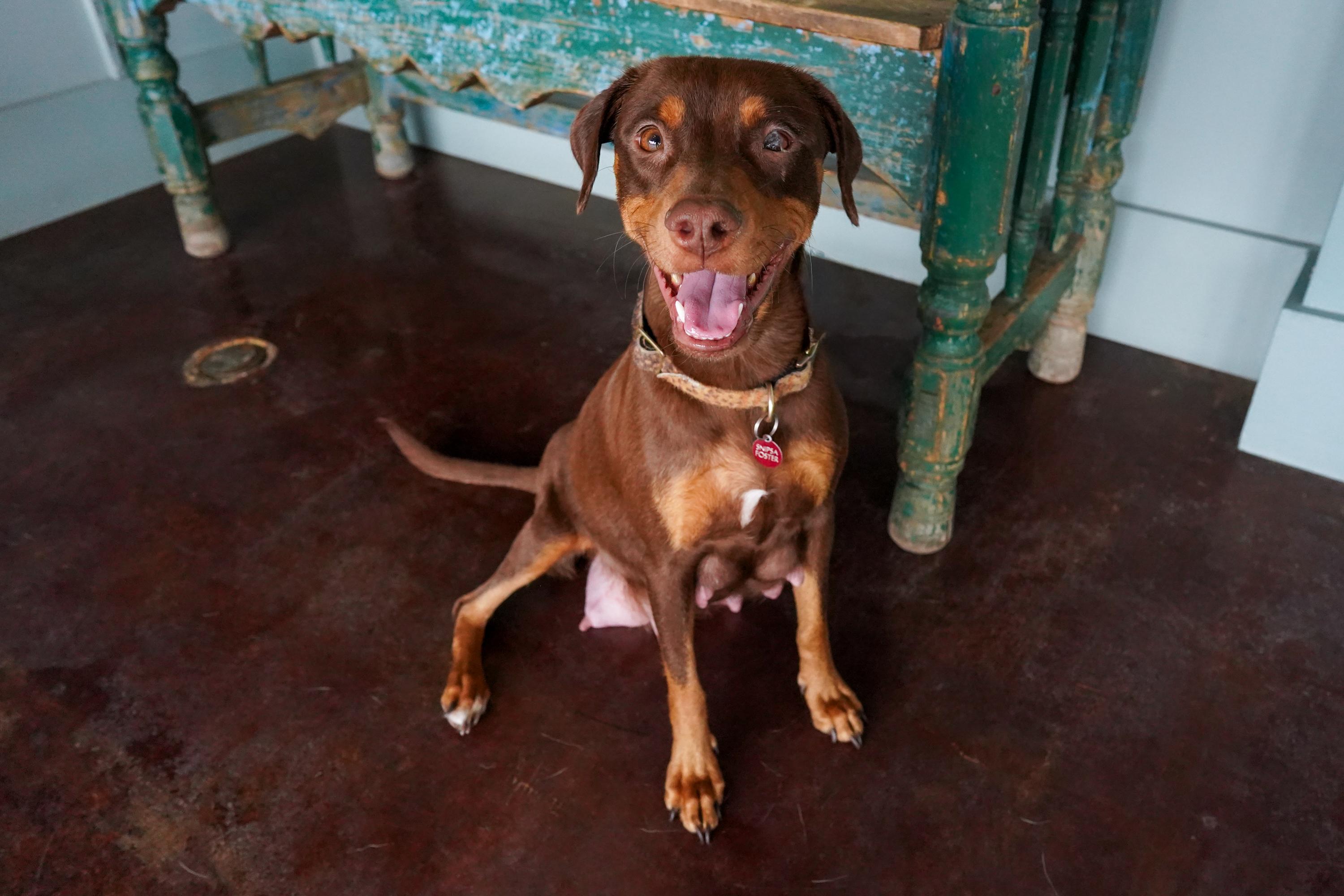 Enlarge Godiva, a ADOPTABLE mixed breed in San Antonio, TX image 3/5