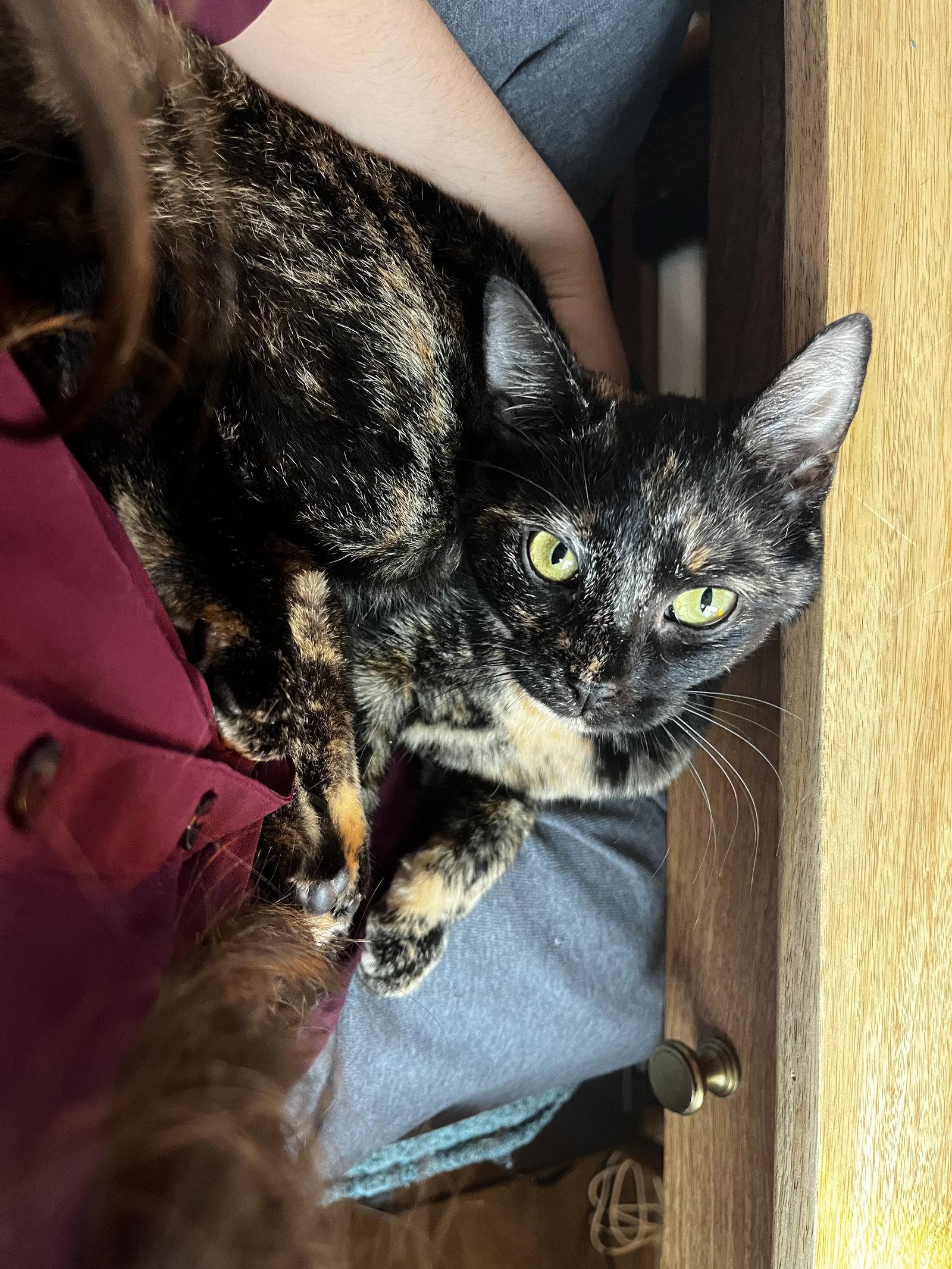 Enlarge Eevee, a Adoptable Domestic Short Hair in Reston, VA image 1/3