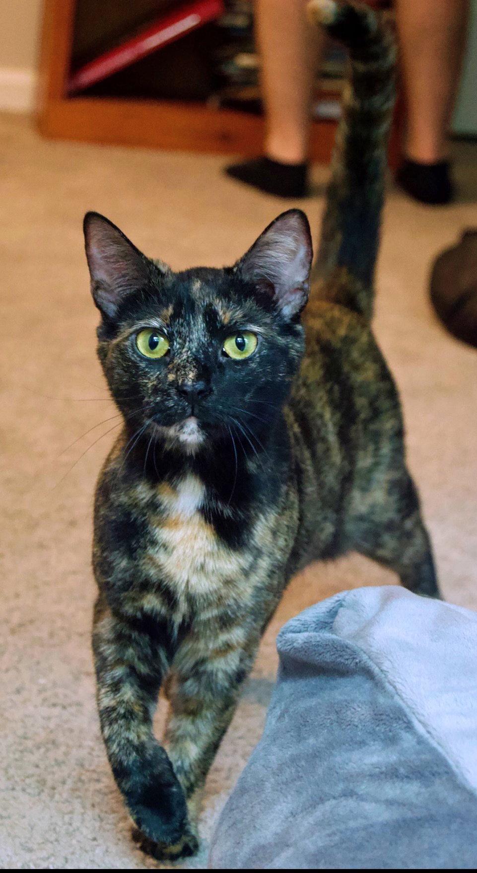 Eevee, a Adoptable Domestic Short Hair in Reston, VA image 1/3