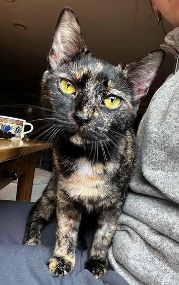 Eevee, Adoptable, Kitten Female Domestic Short Hair.