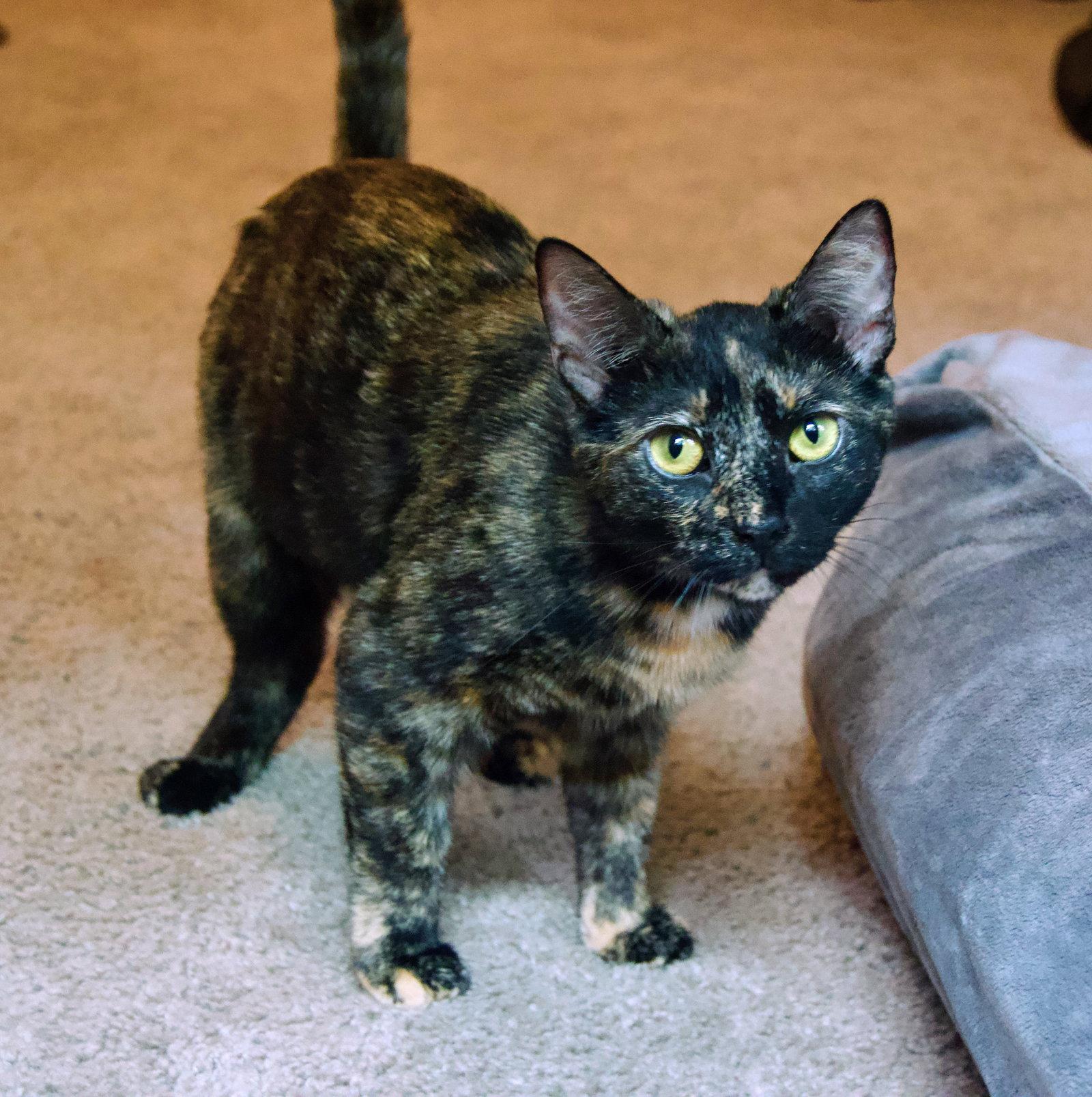 Enlarge Eevee, a Adoptable Domestic Short Hair in Reston, VA image 2/3