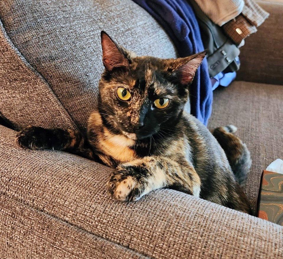 Eevee, a Adoptable Domestic Short Hair in Reston, VA image 2/3