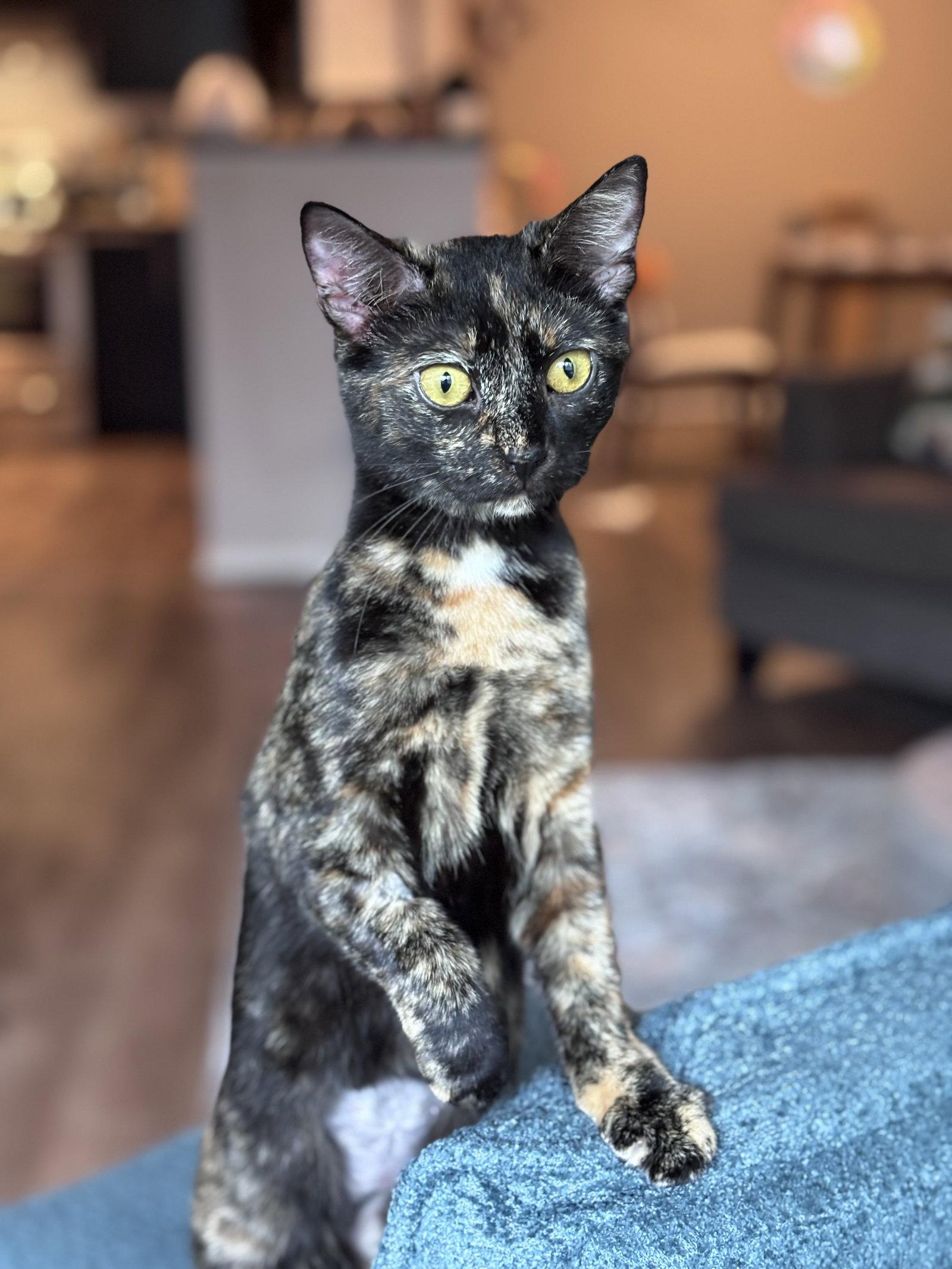 Eevee, Adoptable, Kitten Female Domestic Short Hair.
