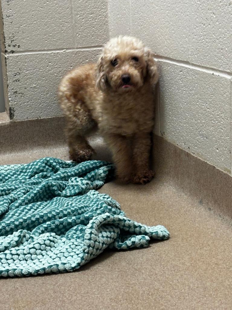 Bristol, Adoptable, Adult Female Bichon Frise.