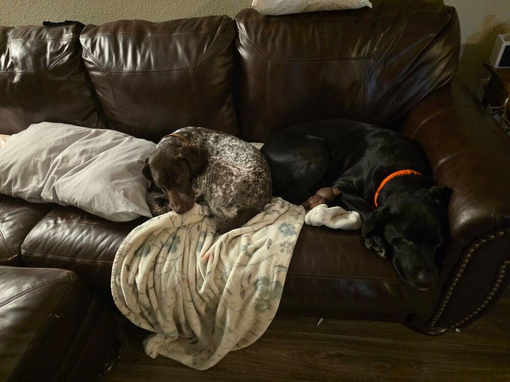 Juniper, Adopted, Young Female German Shorthaired Pointer & Foxhound.