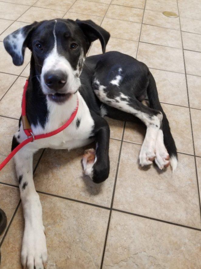 Enlarge Hartwell, a Adopted mixed breed in Greensboro, GA image 3/6