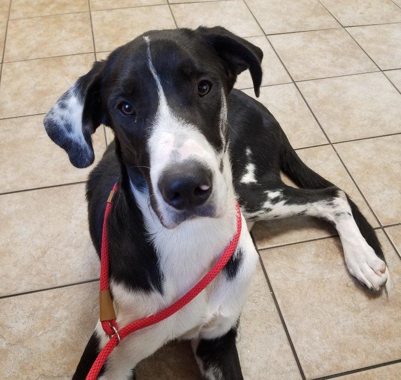 Enlarge Hartwell, a Adopted mixed breed in Greensboro, GA image 1/6