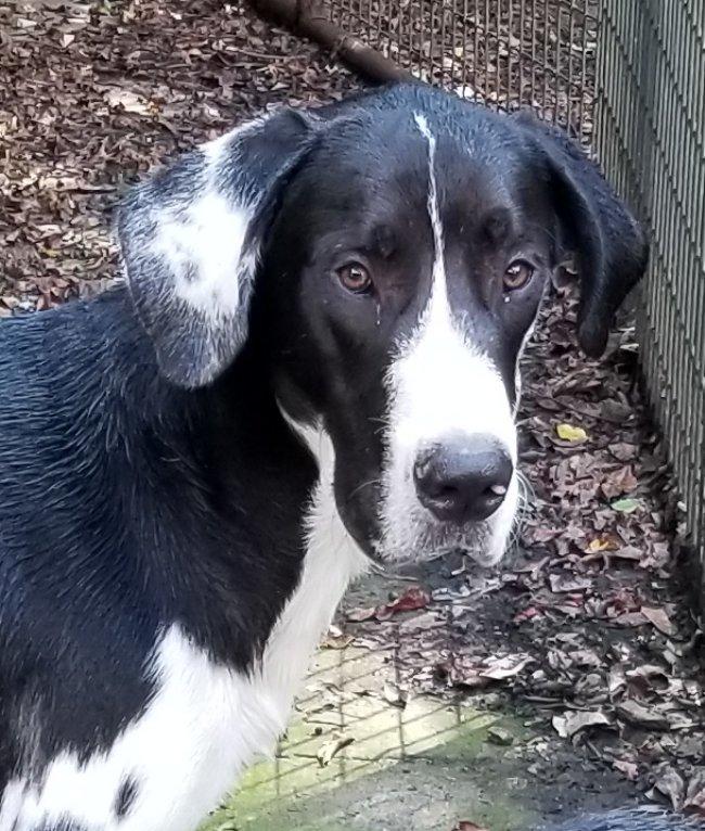 Enlarge Hartwell, a Adopted mixed breed in Greensboro, GA image 2/6