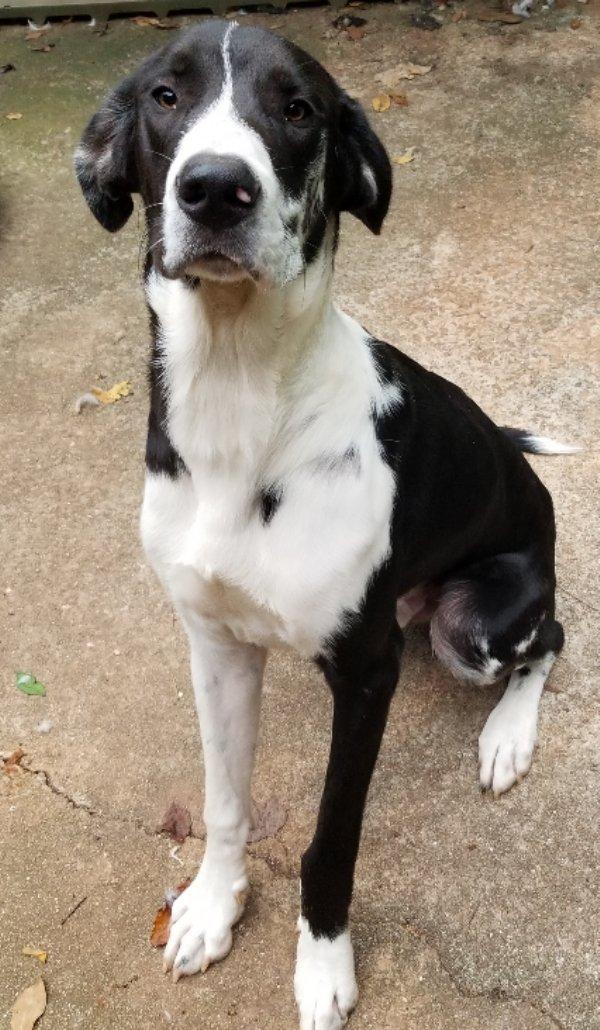 Enlarge Hartwell, a Adopted mixed breed in Greensboro, GA image 5/6
