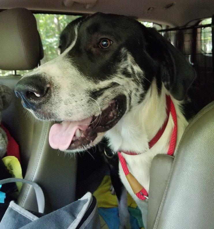 Enlarge Hartwell, a Adopted mixed breed in Greensboro, GA image 6/6