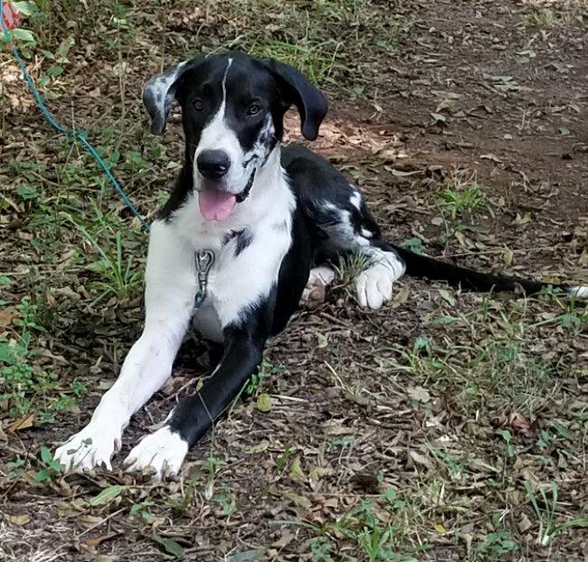 Enlarge Hartwell, a Adopted mixed breed in Greensboro, GA image 4/6