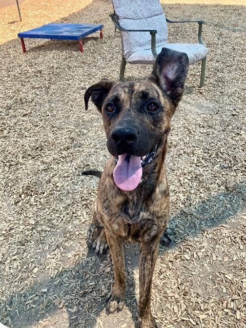 SODA, Adoptable, Young Female Plott Hound & Mixed Breed.
