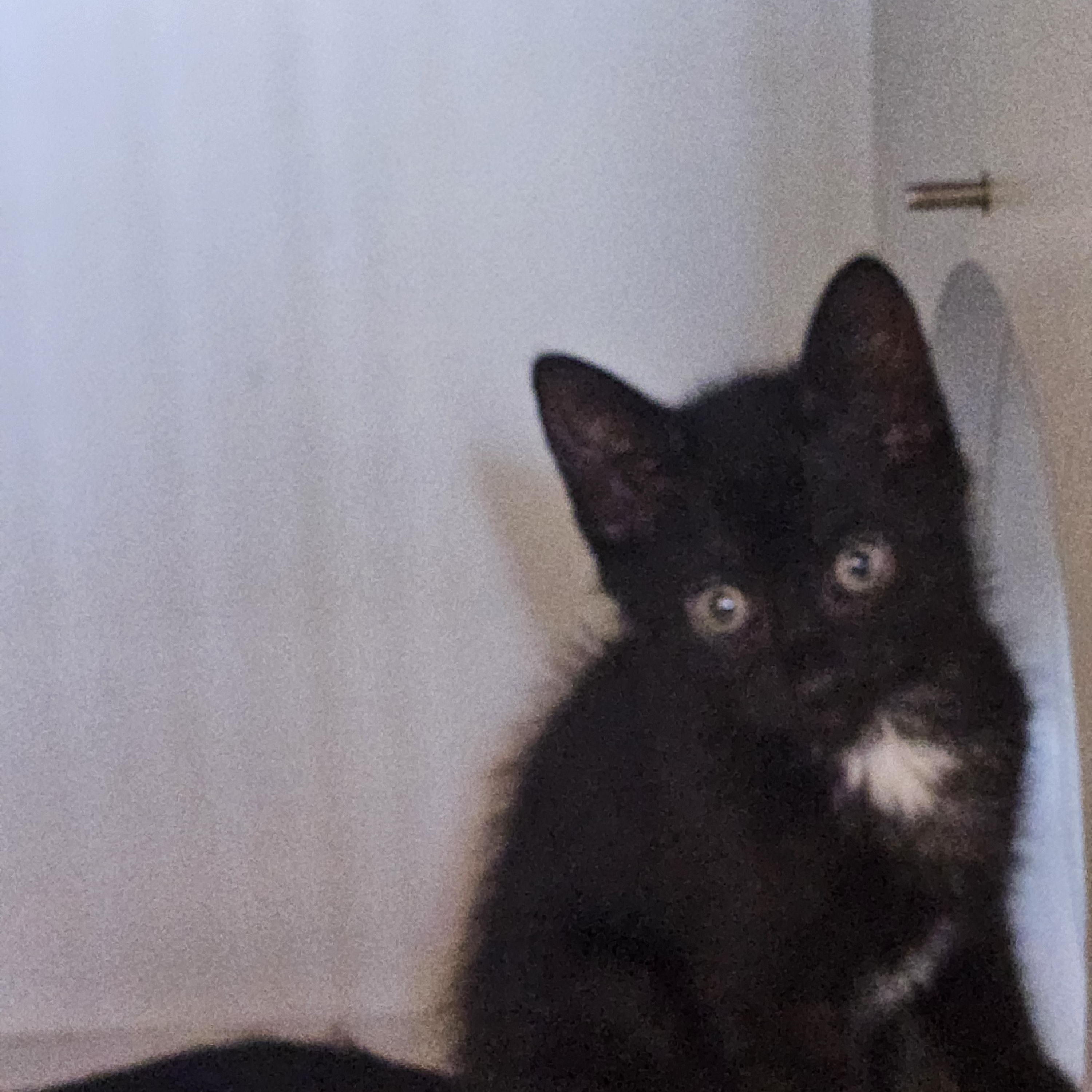Venus, Baby Female unknown