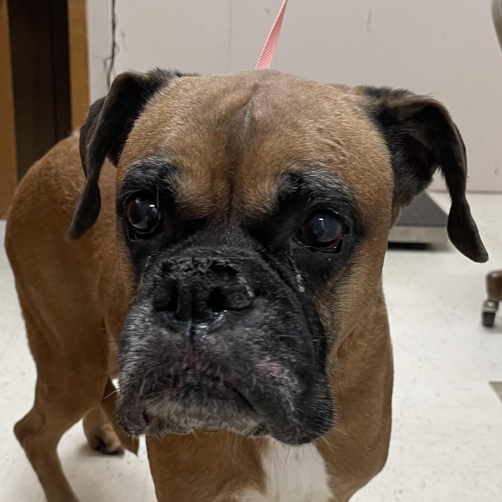 Bella, Adoptable, Senior Female Boxer.