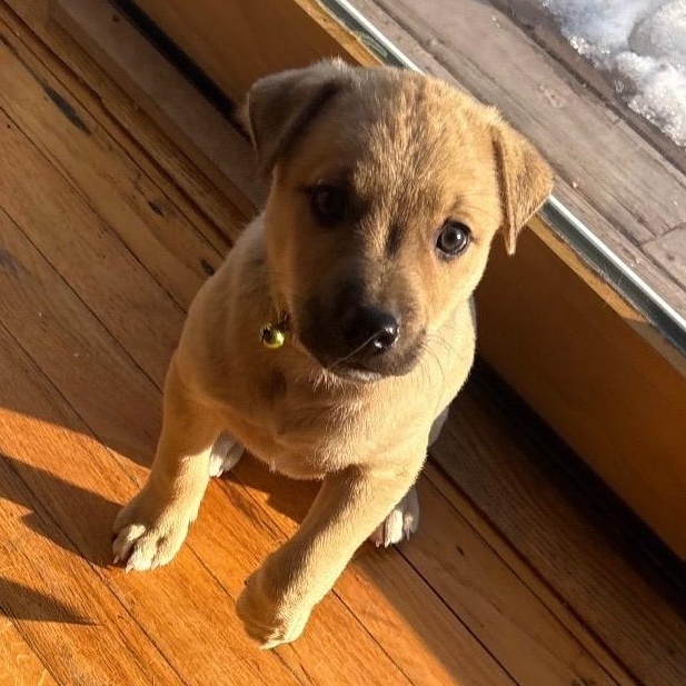 Cupid - A Puerto Rican Prince, Adoptable, Puppy Male Yellow Labrador Retriever.