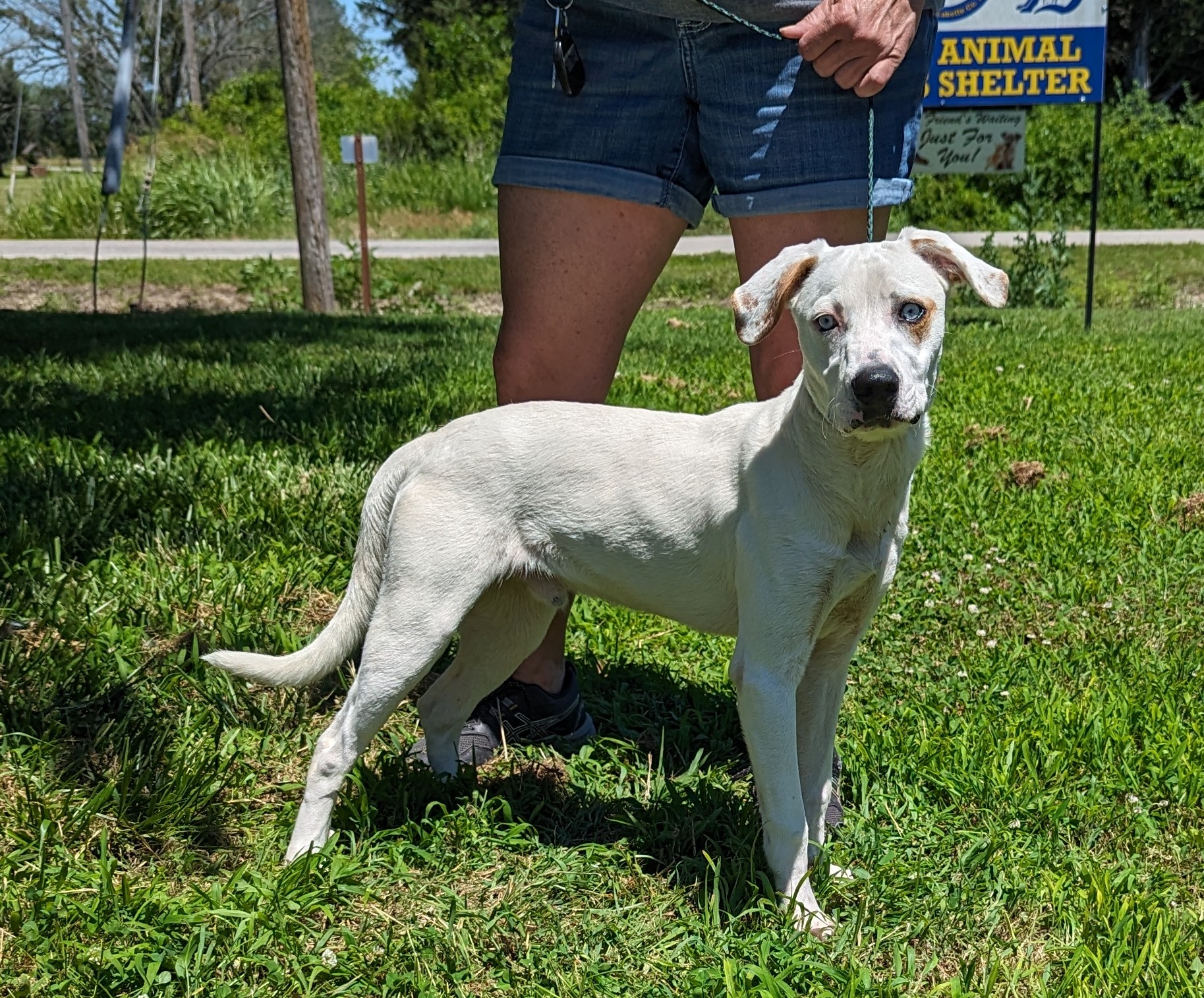 Enlarge Spot, a Adoptable Bull Terrier in Parsons, KS image 1/1