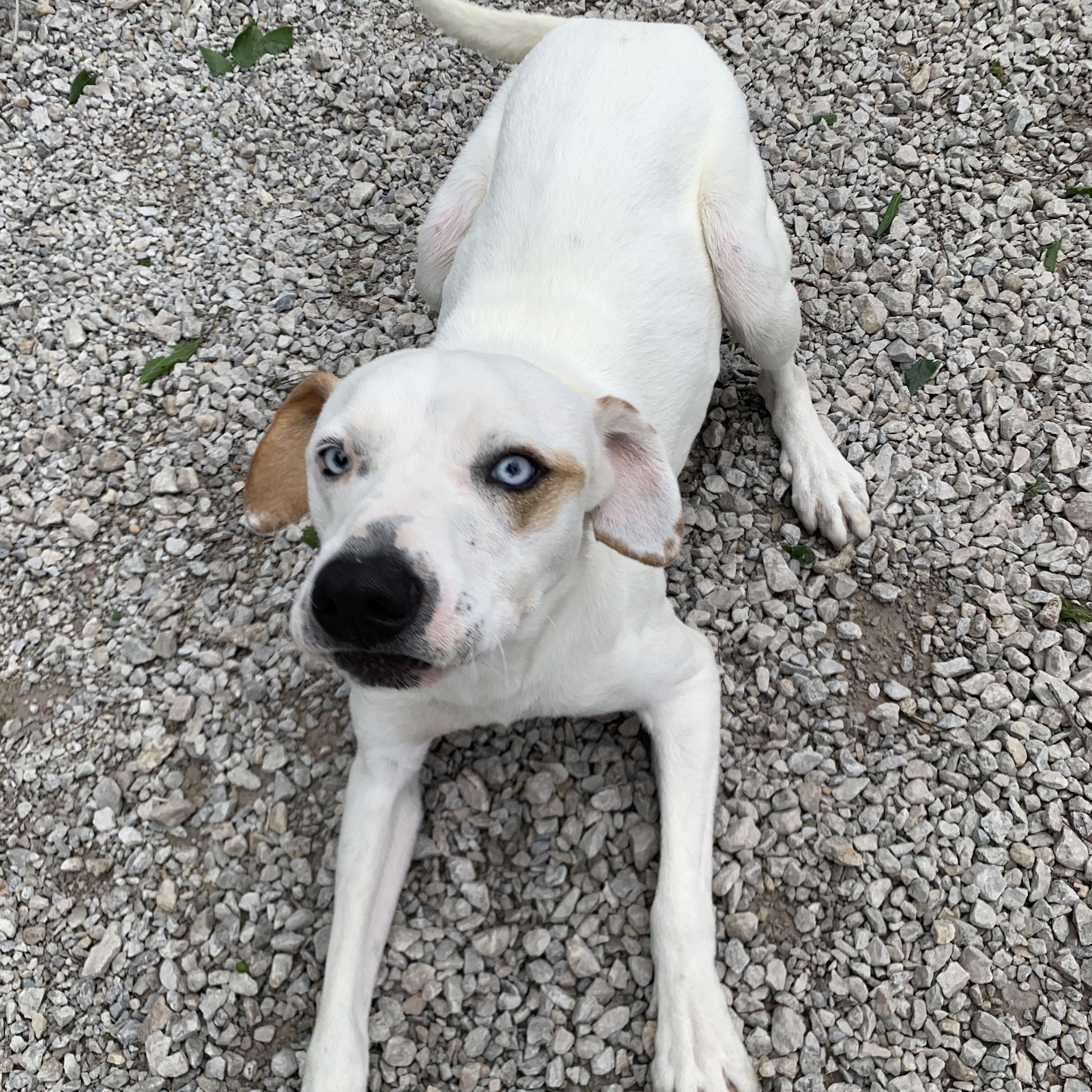 Enlarge Spot, a Adoptable mixed breed in Parsons, KS image 2/2