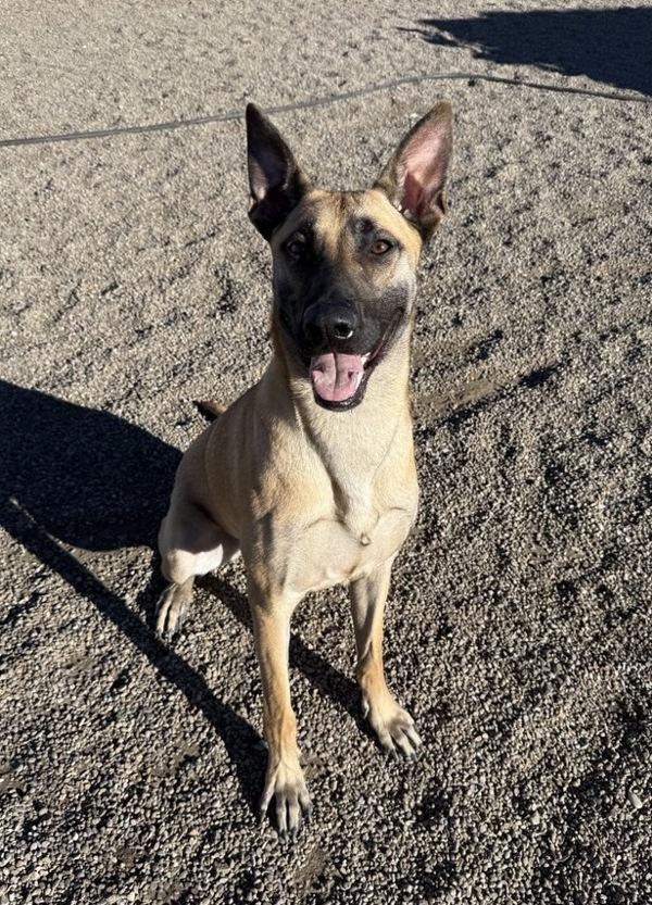 Miles, Adoptable, Adult Male Mixed Breed.