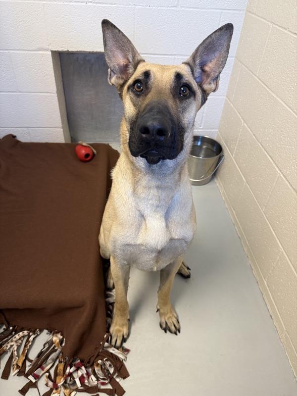 Miles, a Adoptable mixed breed in Great Falls, MT image 2/4