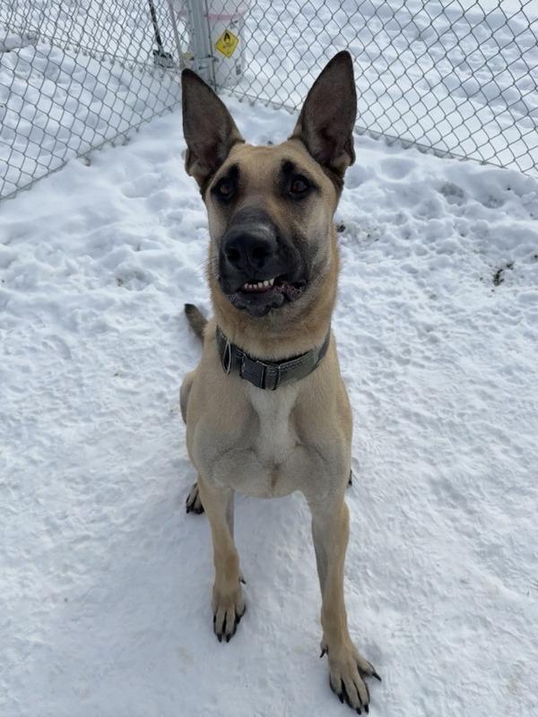 Miles, a Adoptable mixed breed in Great Falls, MT image 3/4