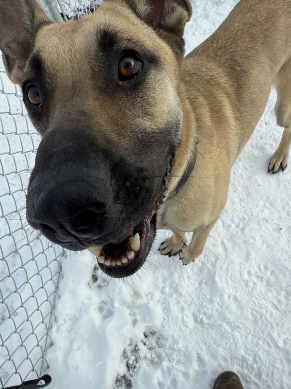 Miles, a Adoptable mixed breed in Great Falls, MT image 4/4
