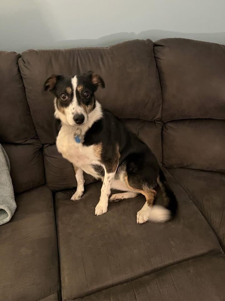 Lyndy, Adoptable, Adult Female Mixed Breed.