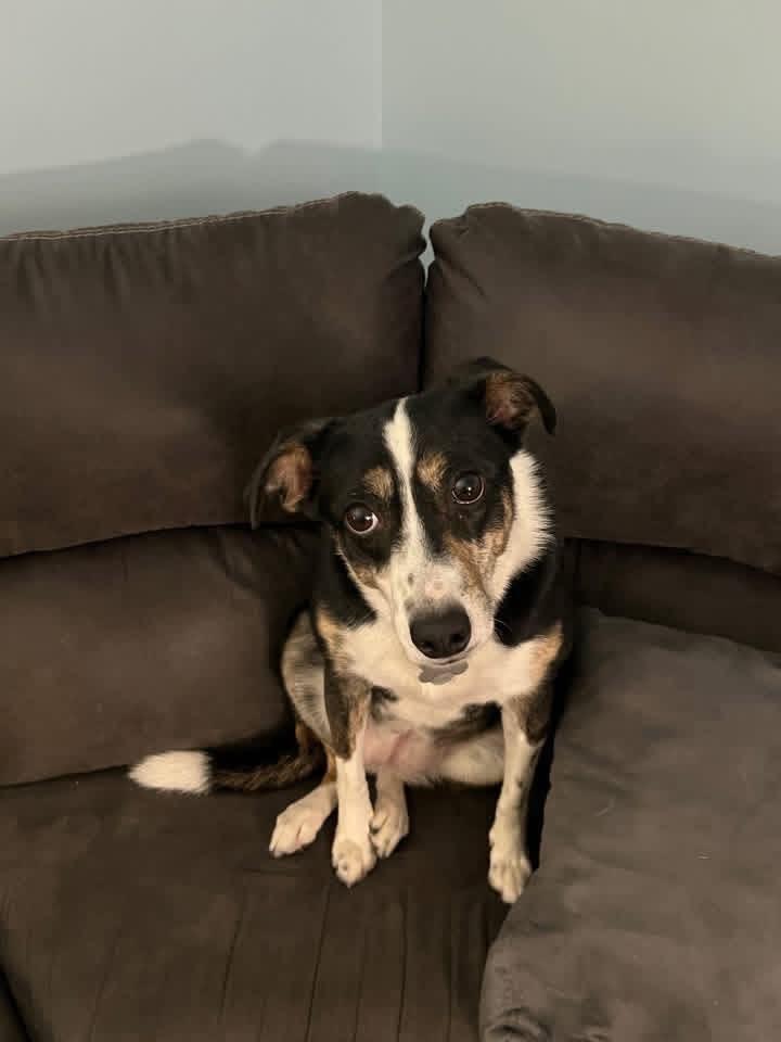 Enlarge Lyndy, a Adoptable mixed breed in Fond Du Lac, WI image 2/6