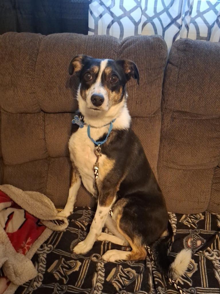 Enlarge Lyndy, a Adoptable mixed breed in Fond Du Lac, WI image 3/6