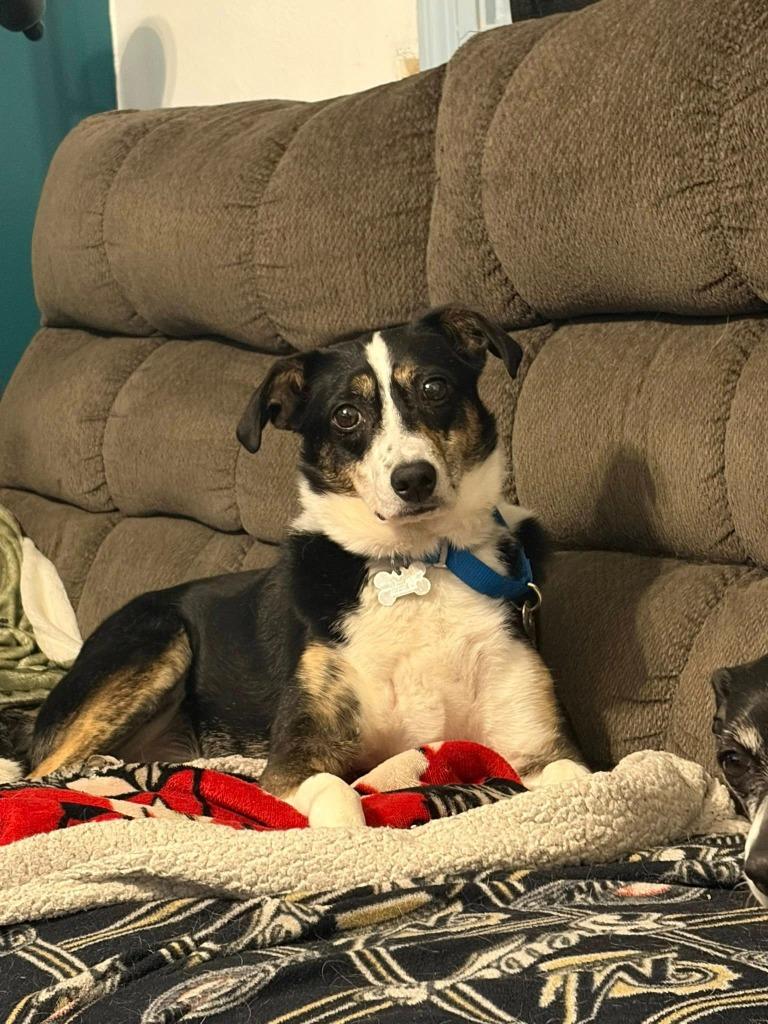 Enlarge Lyndy, a Adoptable mixed breed in Fond Du Lac, WI image 4/6