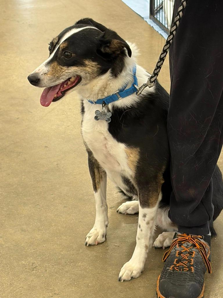 Enlarge Lyndy, a Adoptable mixed breed in Fond Du Lac, WI image 5/6