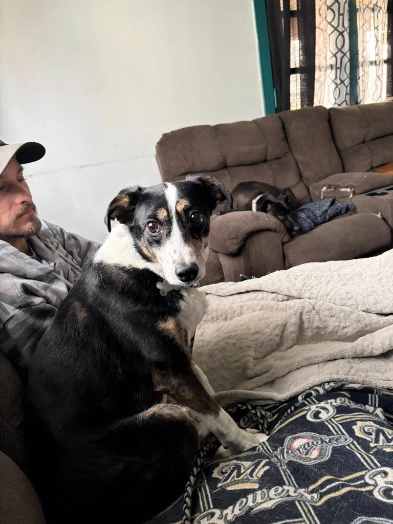 Enlarge Lyndy, a Adoptable mixed breed in Fond Du Lac, WI image 6/6