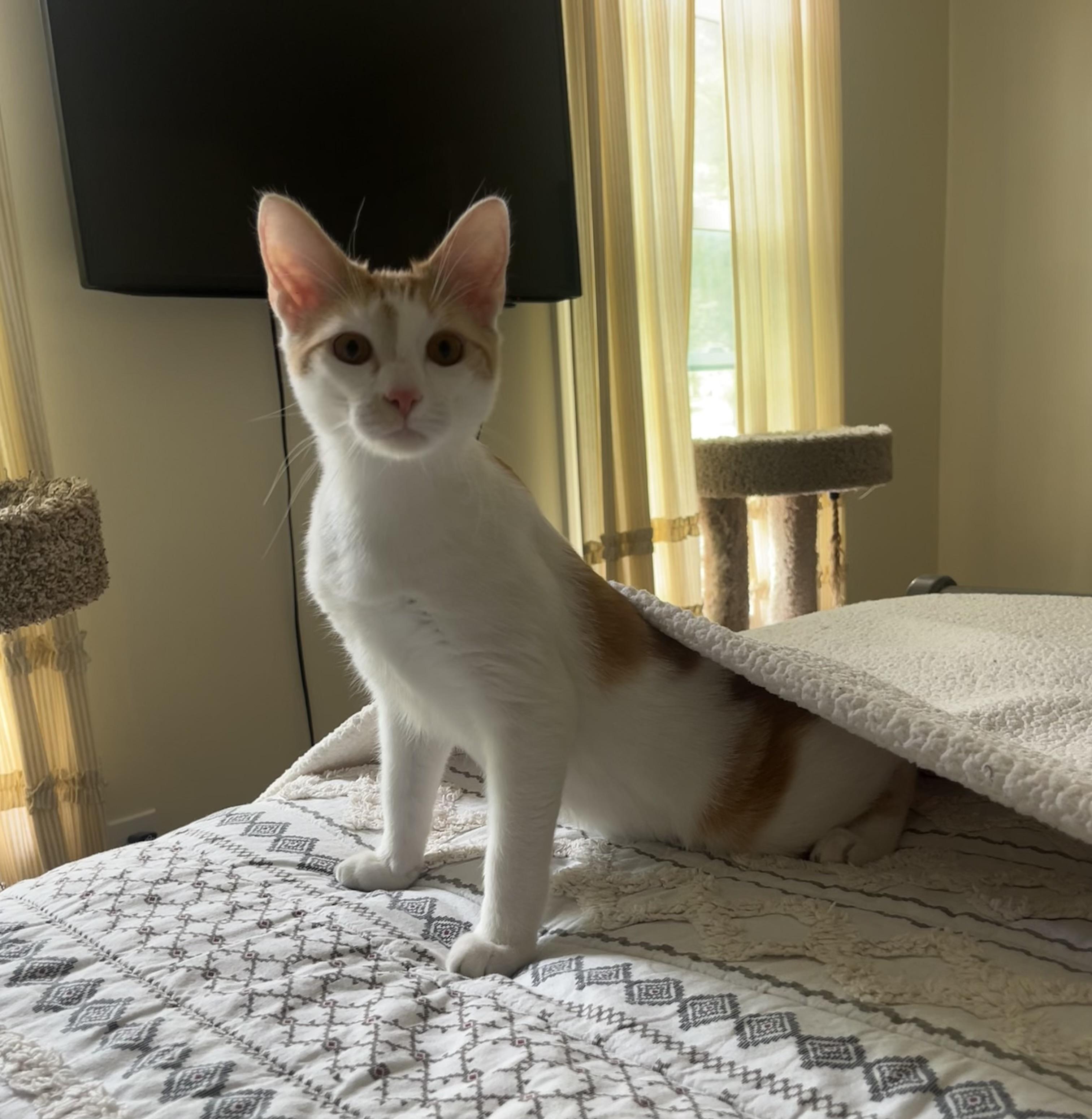 Ollie, adoptable, Young Male Tabby.