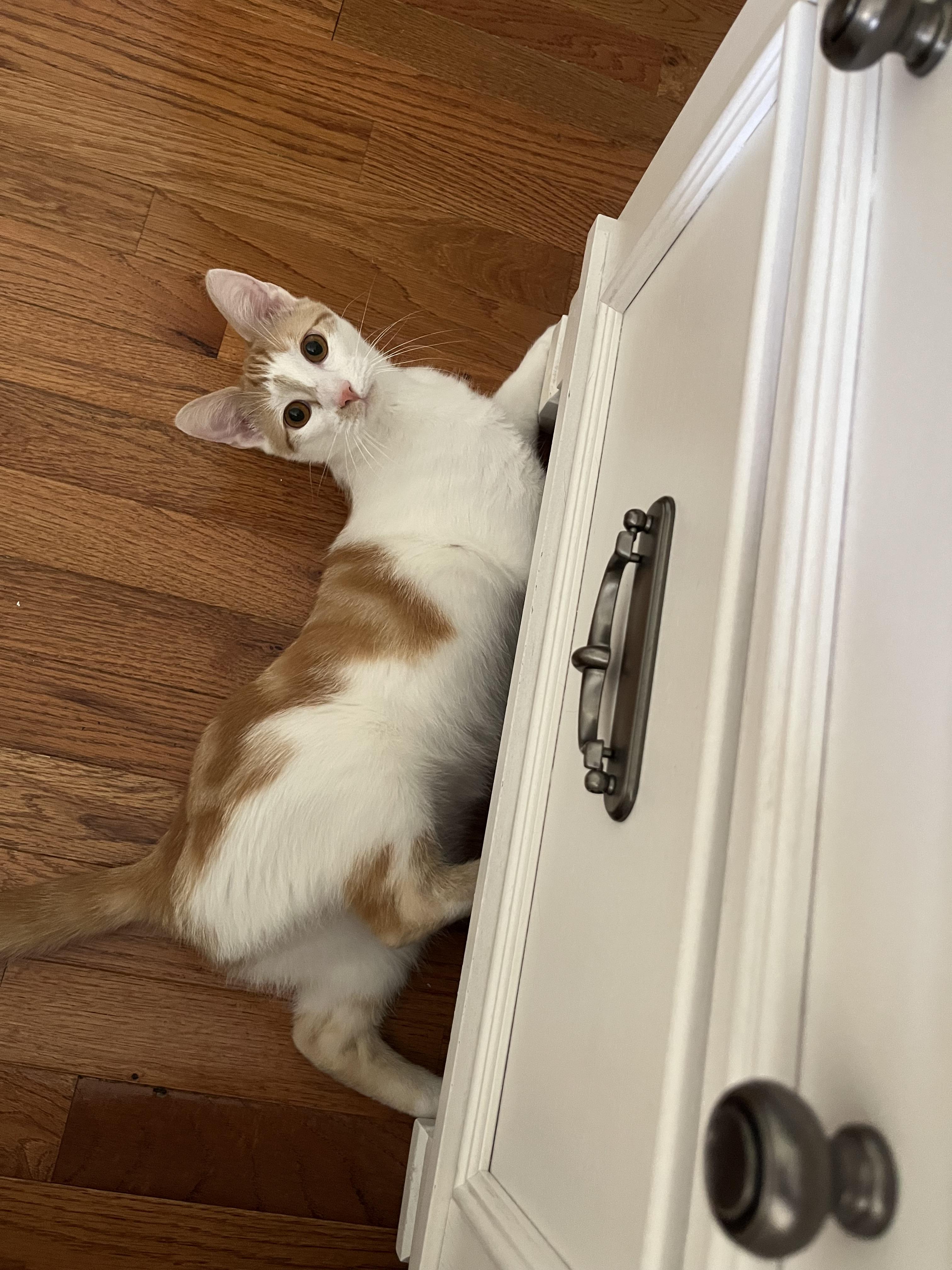 Enlarge Ollie, an adoptable Tabby in SIMPSONVILLE, SC image 5/5
