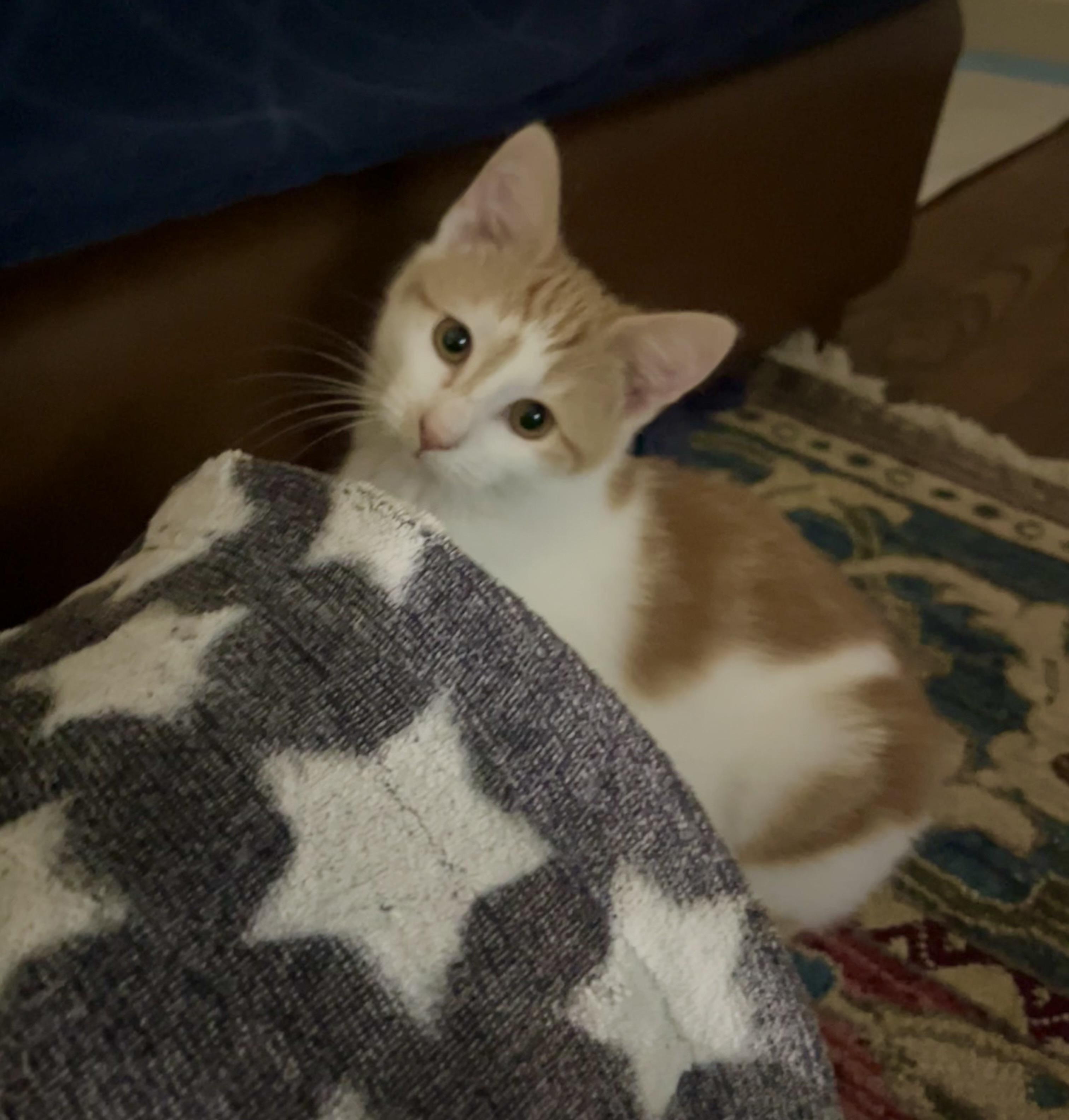 Enlarge Joey & Ollie , a ADOPTABLE Tabby in SIMPSONVILLE, SC image 4/6