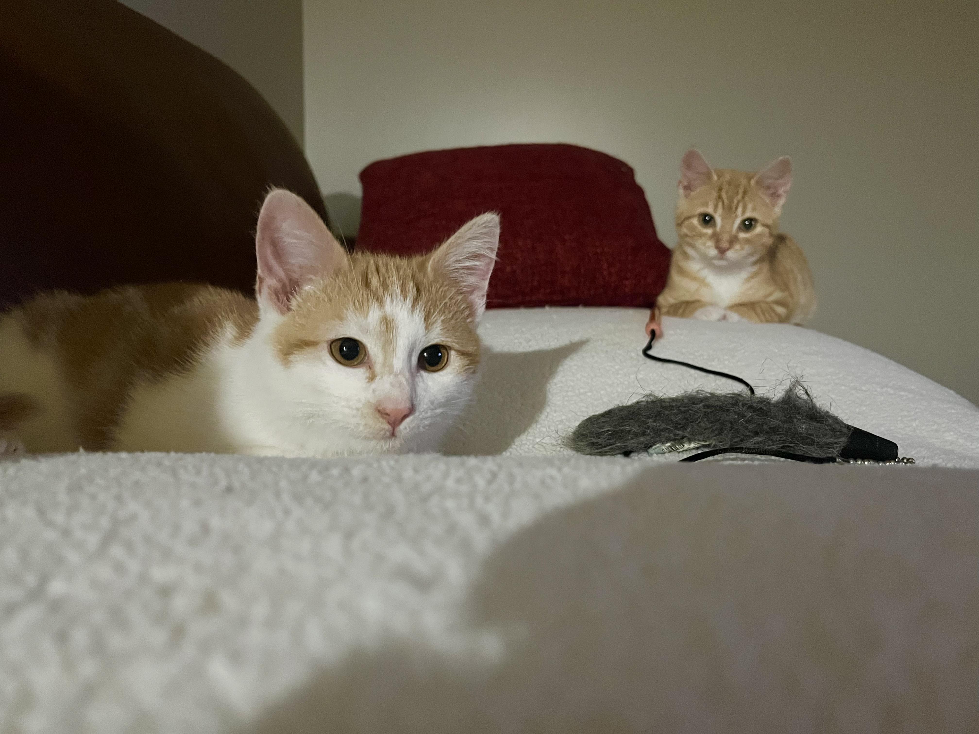 Enlarge Joey & Ollie , a ADOPTABLE Tabby in SIMPSONVILLE, SC image 6/6