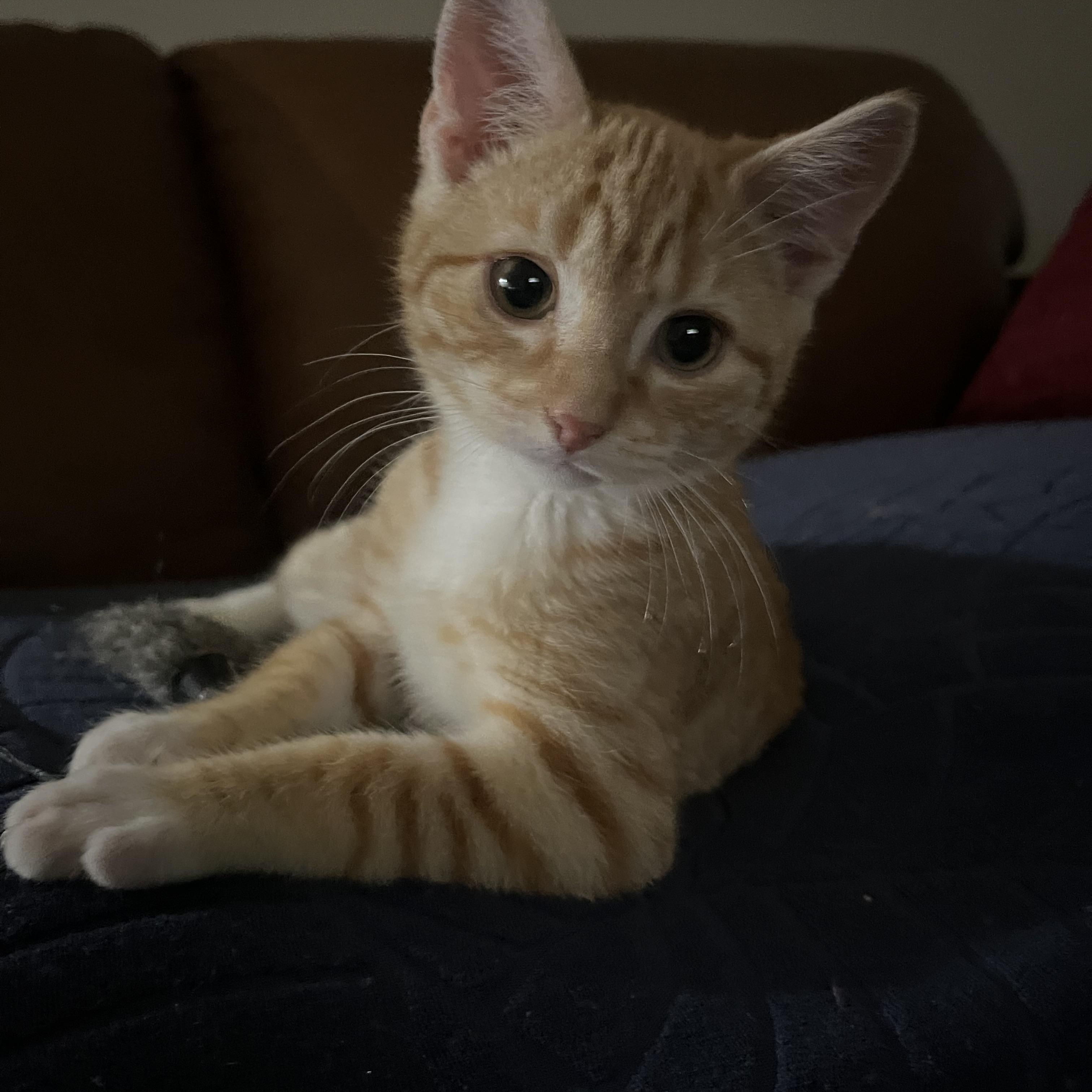 Enlarge Joey & Ollie , a ADOPTABLE Tabby in SIMPSONVILLE, SC image 5/6