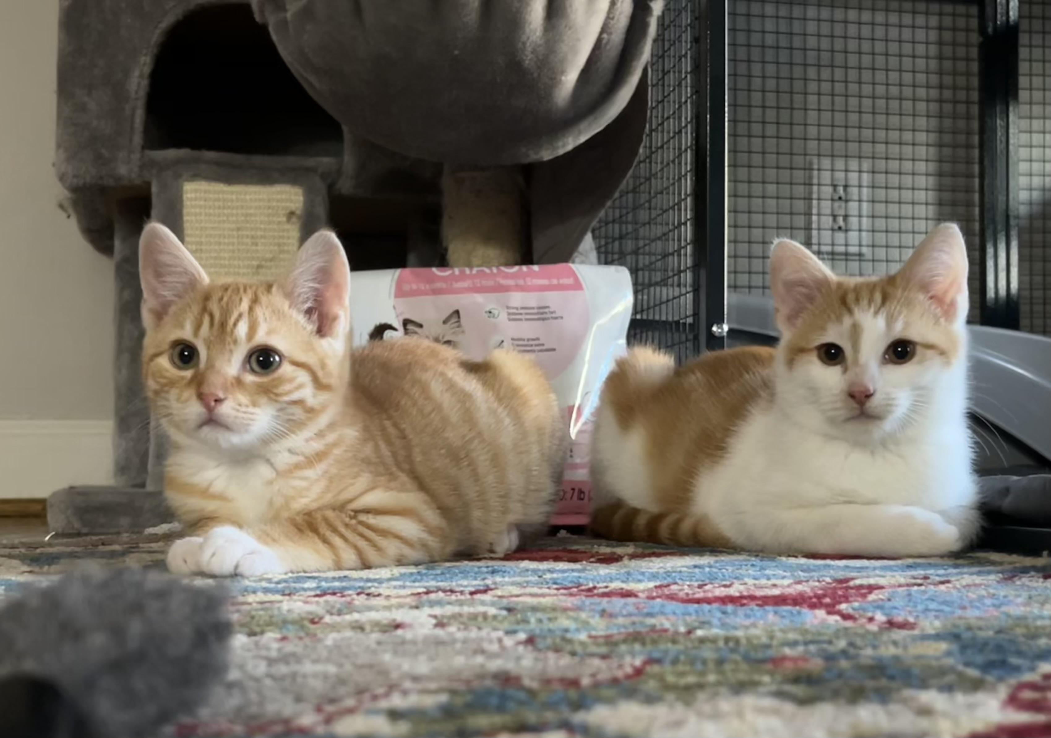 Joey & Ollie , ADOPTABLE, Kitten Male Tabby.