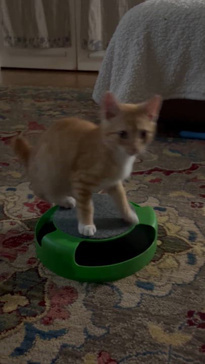 Enlarge Joey & Ollie , a ADOPTABLE Tabby in SIMPSONVILLE, SC video 2/6