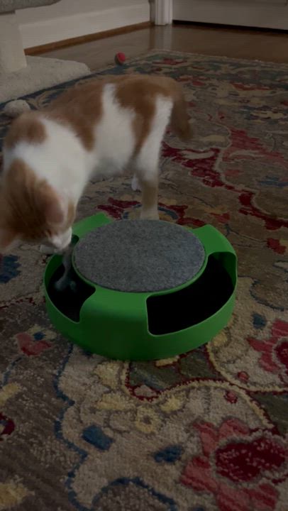 Enlarge Joey & Ollie , a ADOPTABLE Tabby in SIMPSONVILLE, SC video 3/6