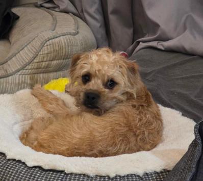 Theo, a Adoptable mixed breed in Denver , CO image 3/6